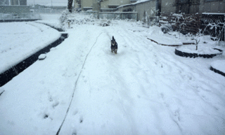 うれしそう〜.gif