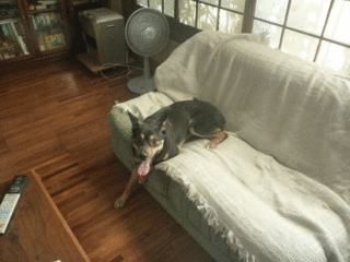 サッパリ♪.gif