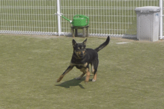 ラン!.gif