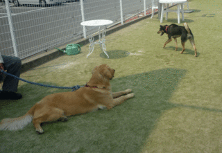 背中の毛が立っている!.gif